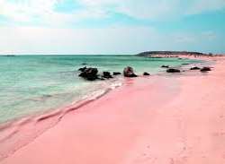 The Pink sands beach, which is self-explanatory, h The Pink sands beach, which is self-explanatory, has beautiful pink sand that results from Foraminifera, a microscopic marine animal with a bright pin